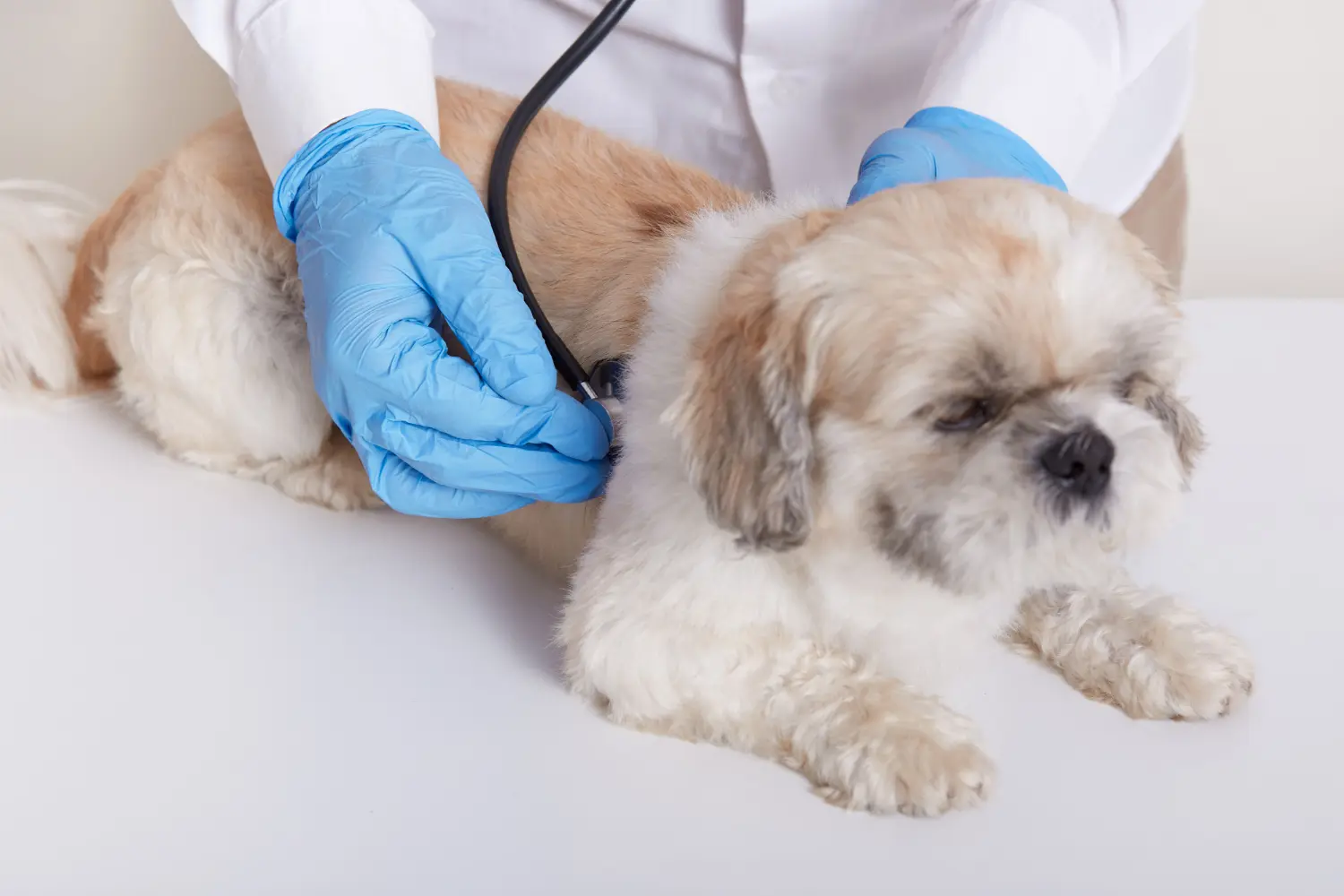 Dog with severe distemper symptoms requiring emergency veterinary care