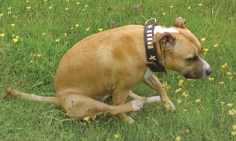 Dog Dragging Bottom 1