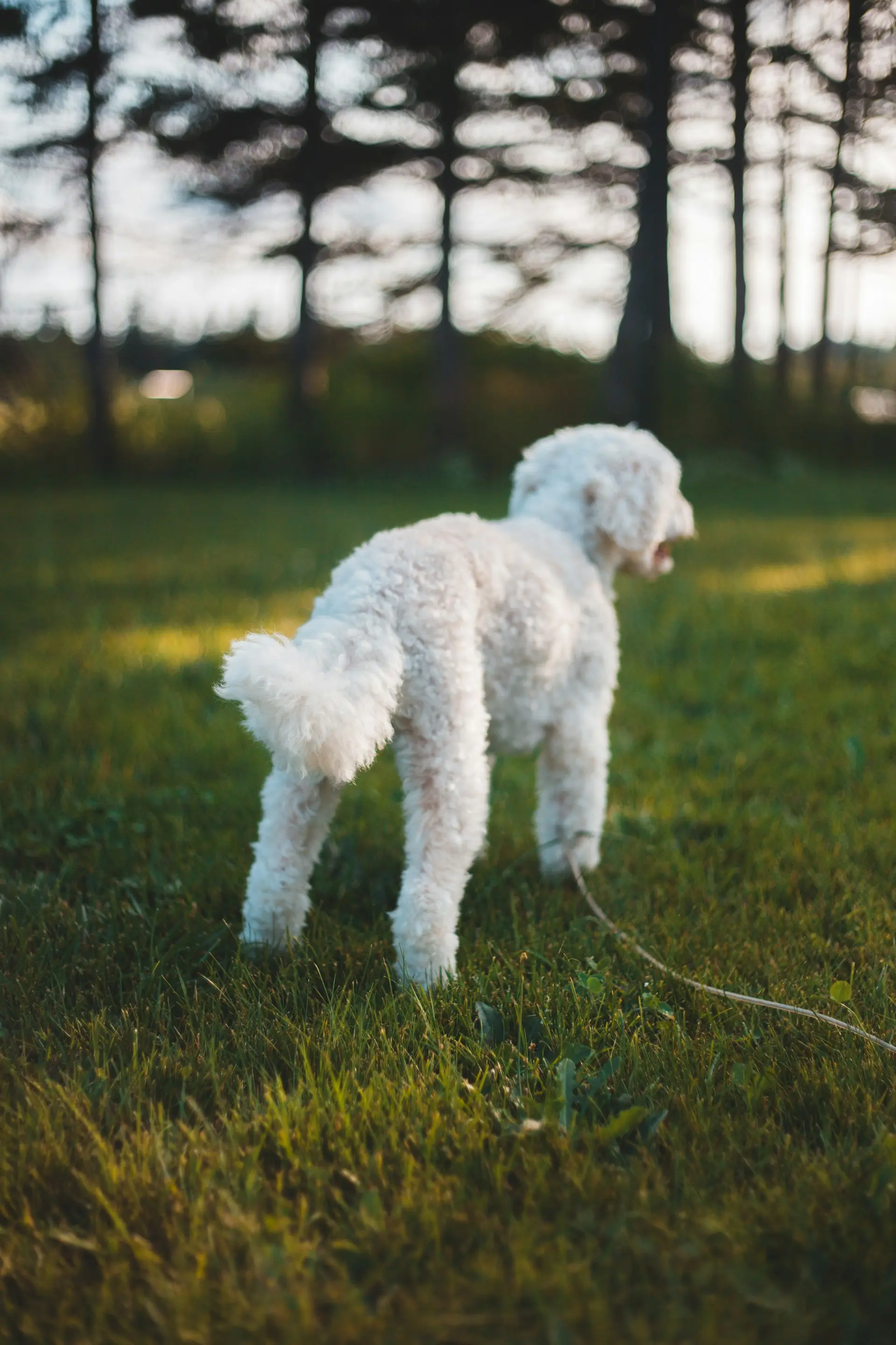 Dog dragging bottom showing signs of anal discomfort requiring clinical assessment