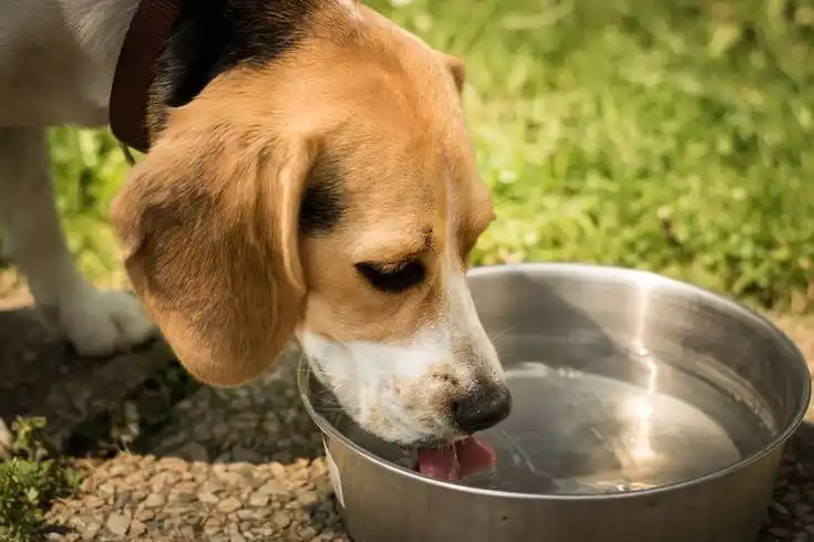 Lethargic dog receiving urgent veterinary care at an emergency clinic for excessive thirst and weakness