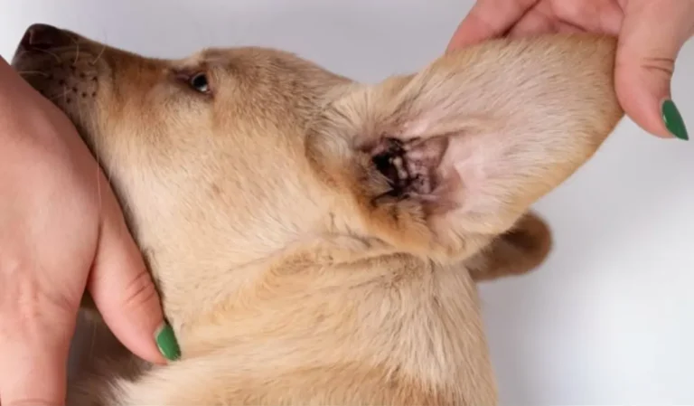 Dog Ear Mites 1