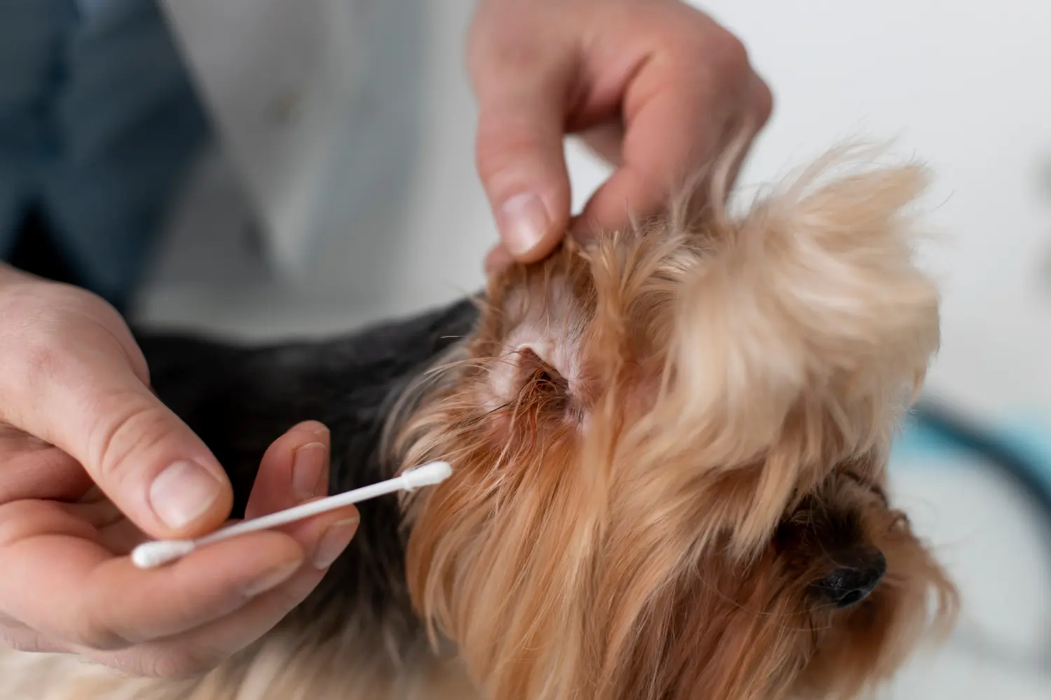 Emergency signs of dog ear mites requiring veterinary care