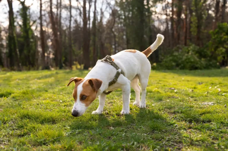 Dog Eating Grass 1