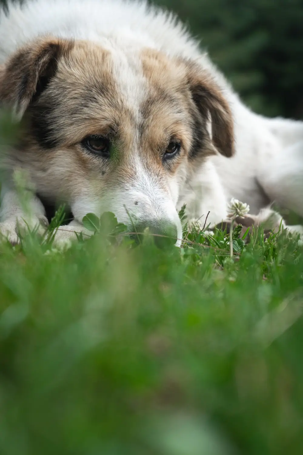 Dog eating grass in backyard - clinical assessment