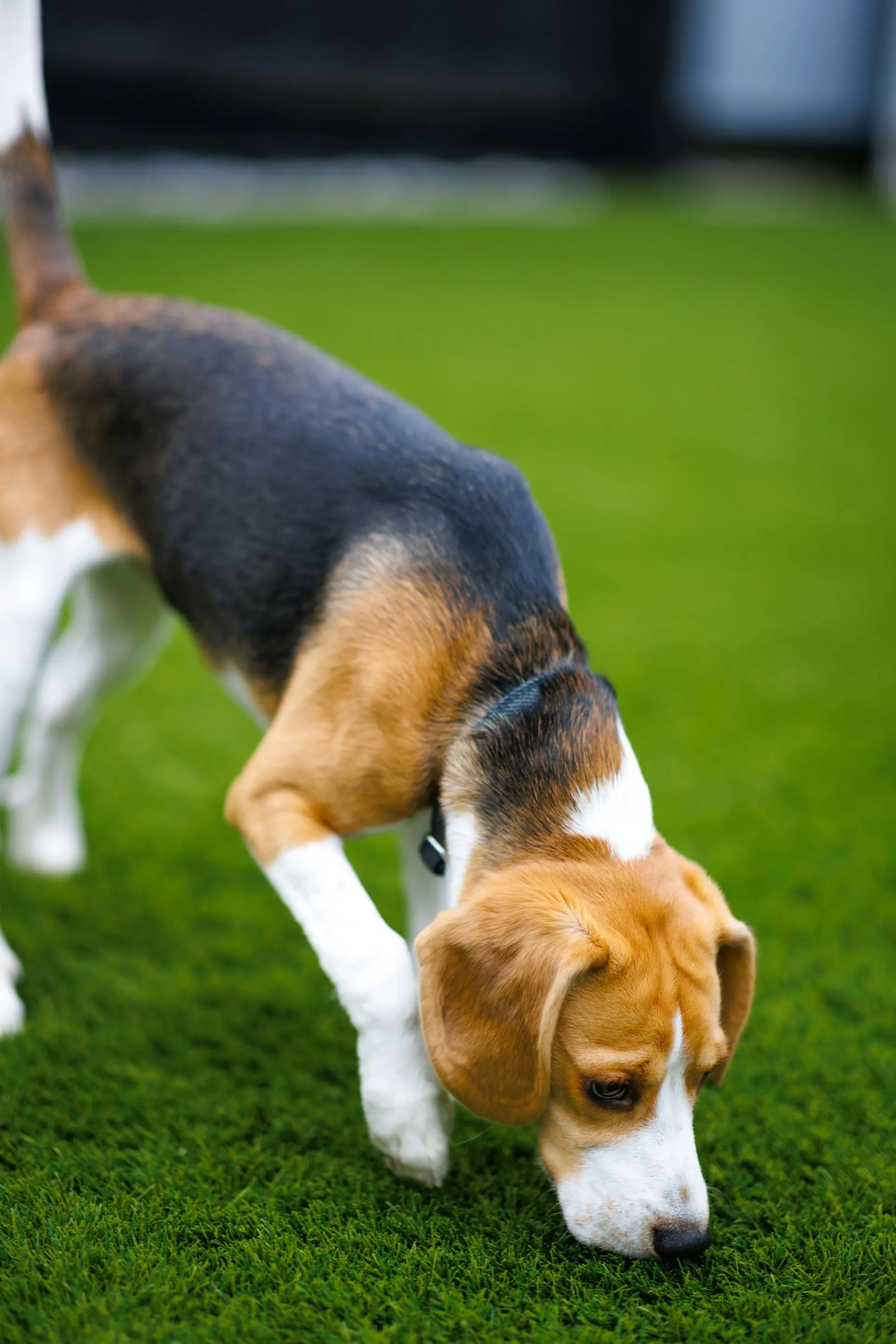 Dog showing signs of gastrointestinal distress after eating grass needing emergency veterinary care