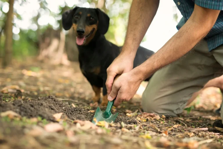 Dog Eating Poop 1
