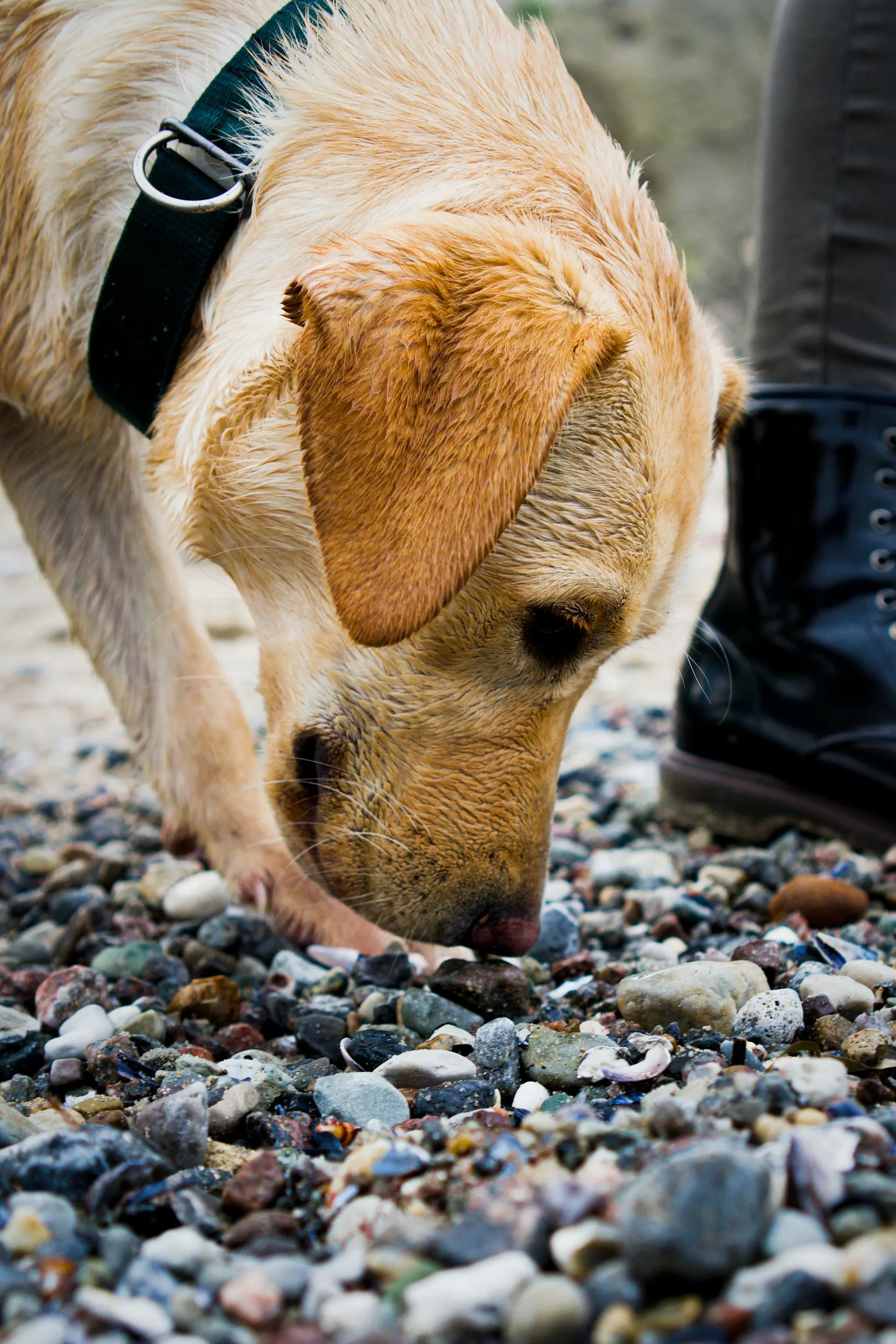 Dog showing coprophagia behavior at home
