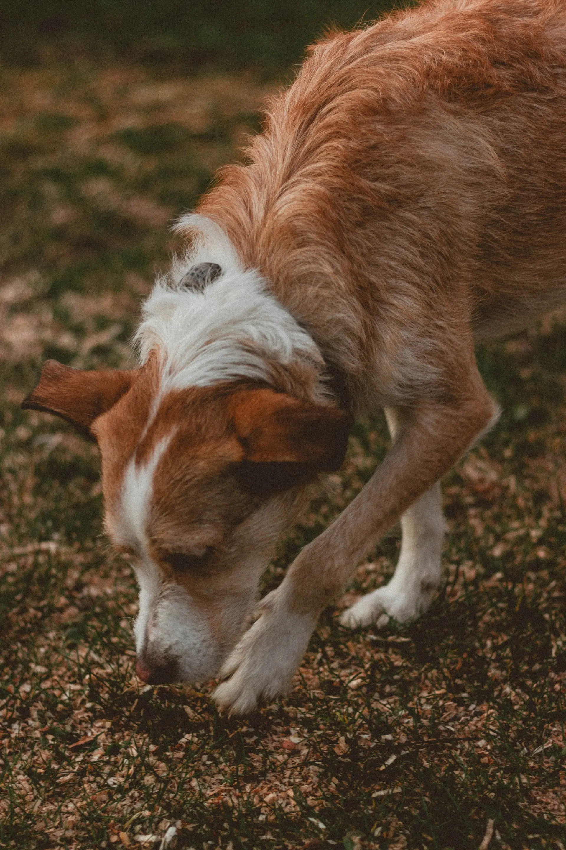 Dog showing signs of gastrointestinal distress needing emergency veterinary care