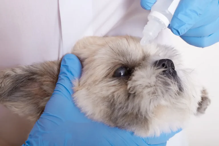 Dog Eye Discharge 1