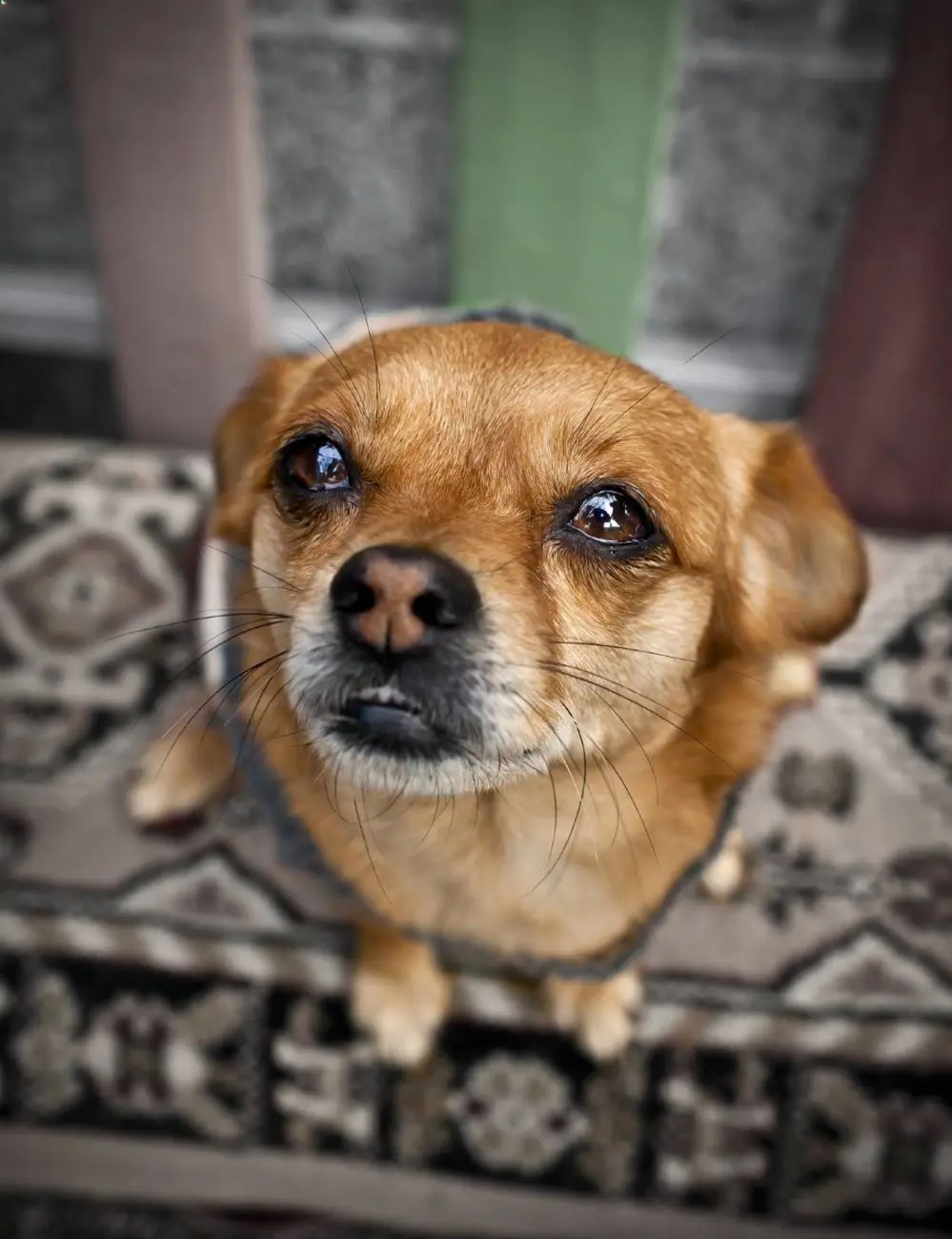 Person caring for dog with eye discharge at home