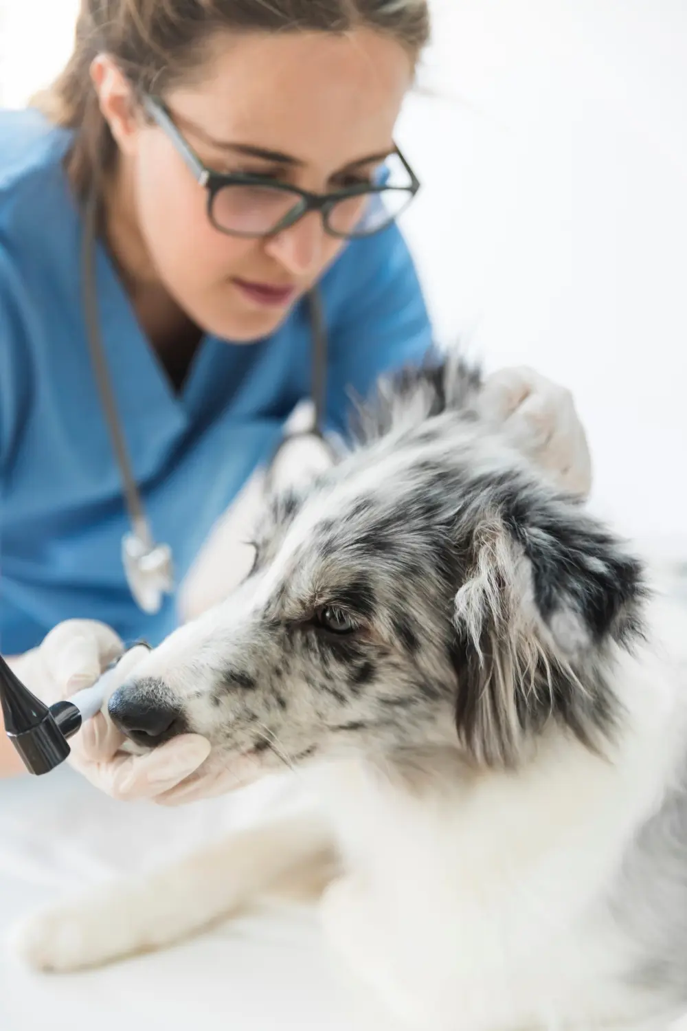 Dog showing signs of eye distress needing emergency veterinary care