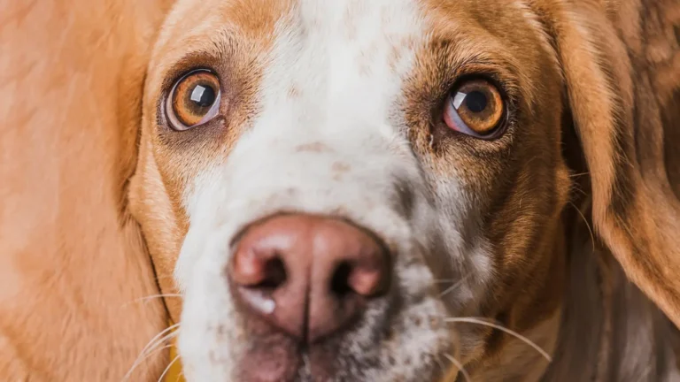 Dog Eye Swollen 1