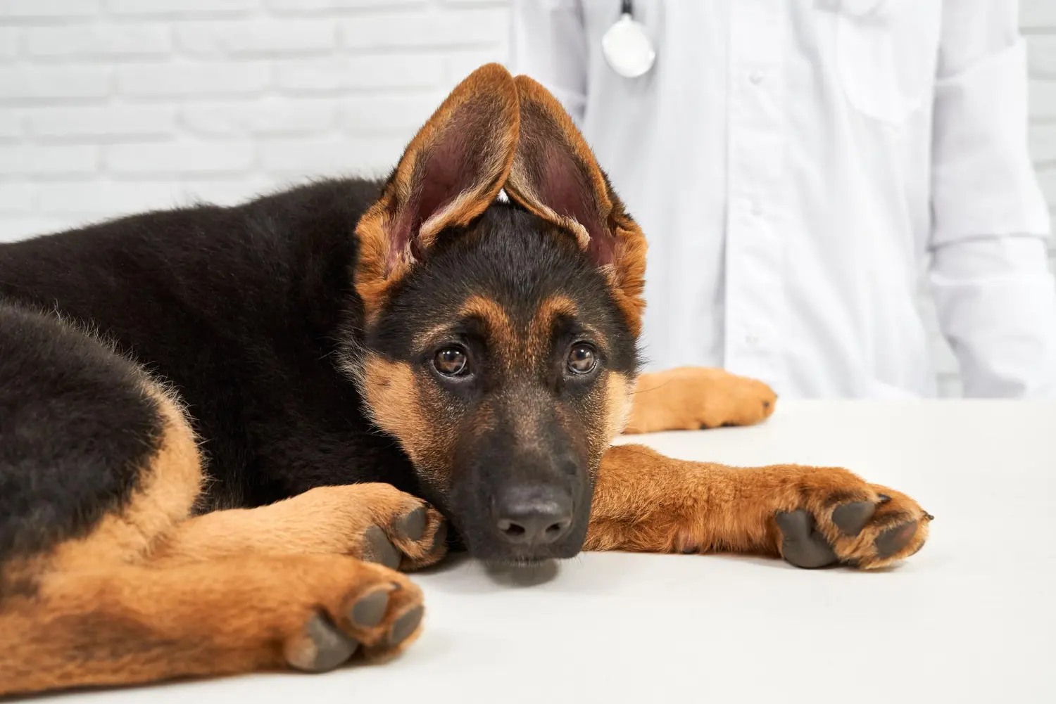 Emergency signs of dog fever requiring veterinary care