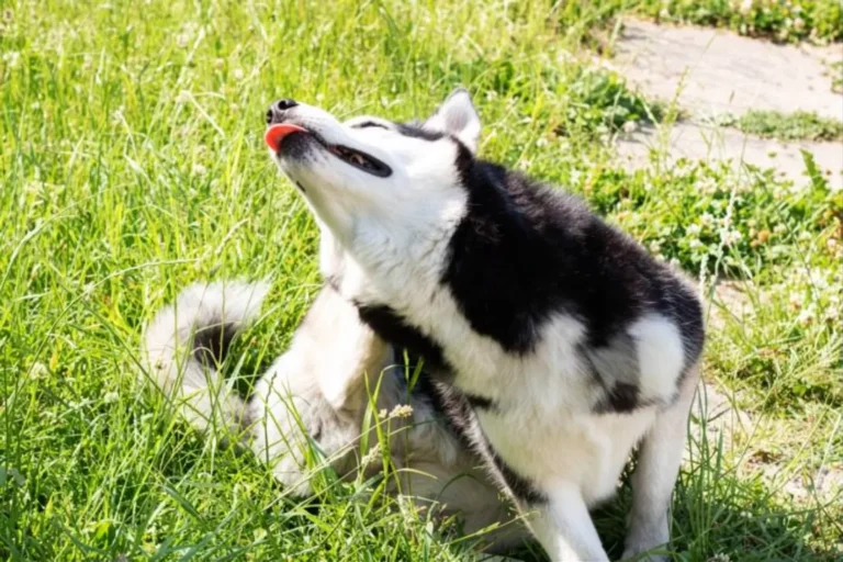 Dog Fleas Symptoms 1