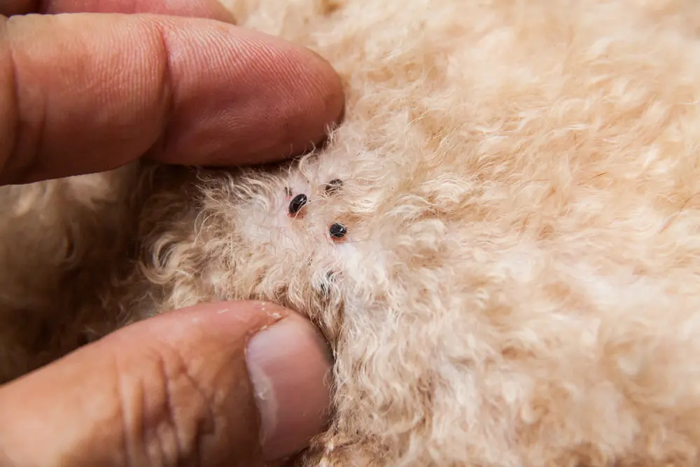 Dog showing signs of fleas requiring clinical assessment