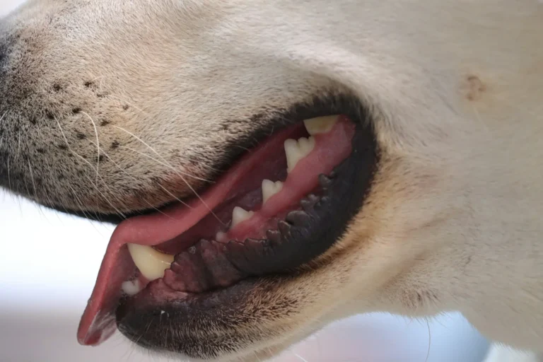 Dog Gums Pale 1