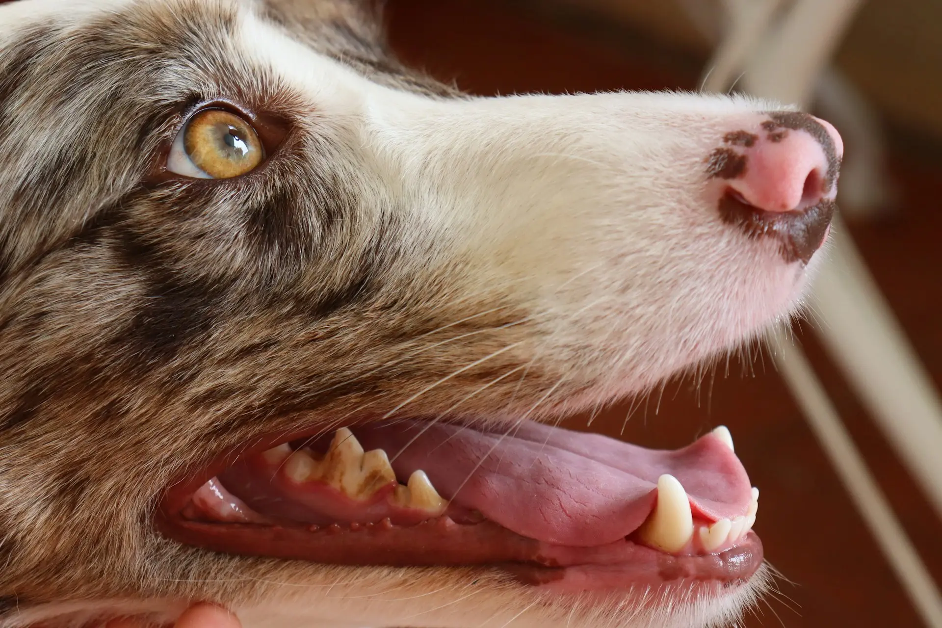 Dog with pale gums showing signs of anemia or shock needing emergency veterinary care