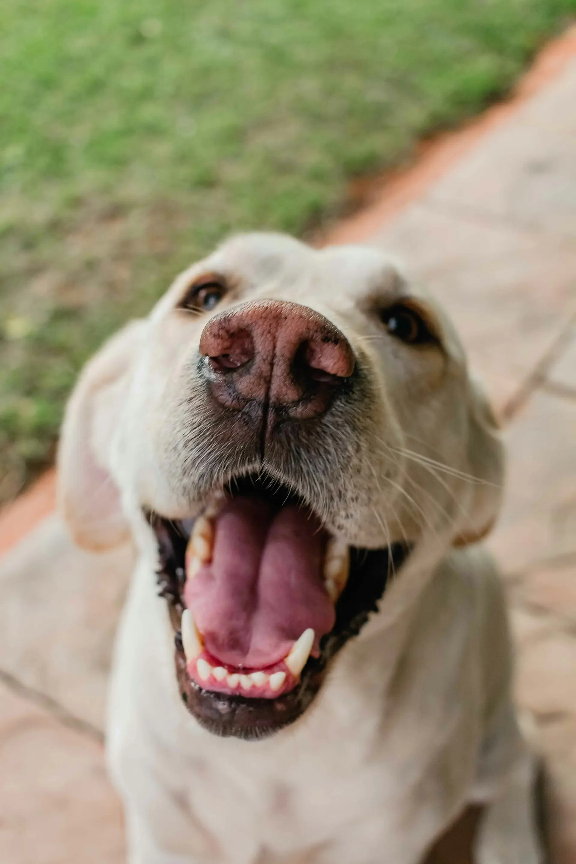 Dog showing signs of pale gums requiring clinical assessment
