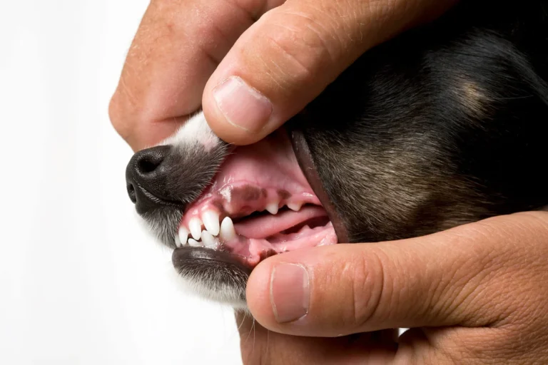 Dog Gums Yellow 1