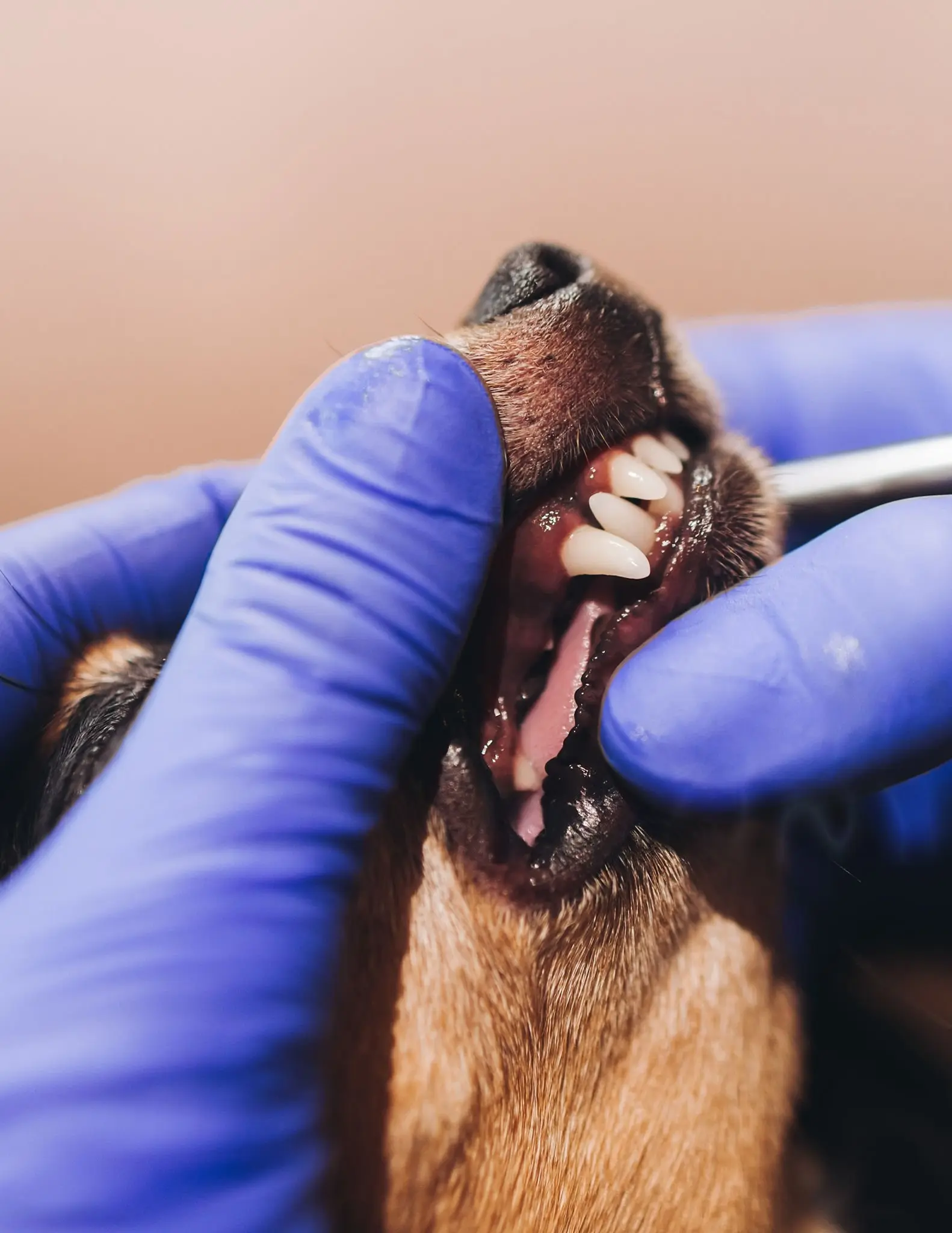 Dog with yellow gums showing signs of jaundice or liver disease needing emergency veterinary care