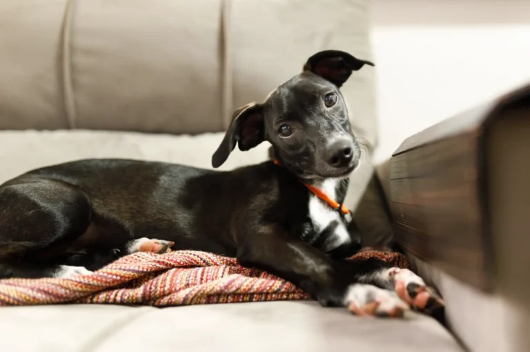 Dog Head Tilting 1