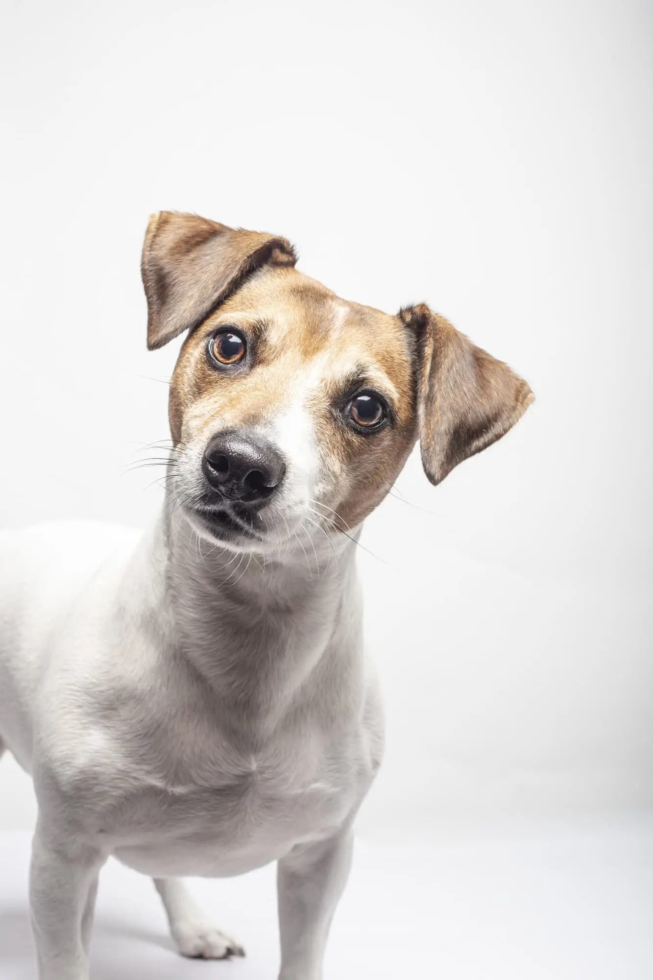 Person caring for dog with head tilt at home