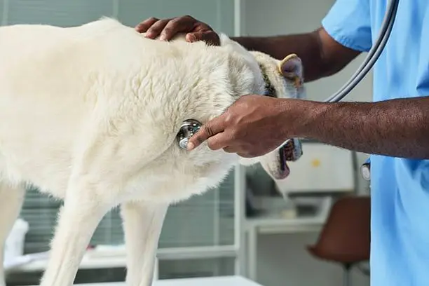 Dog with heart disease showing laboured breathing at rest, a sign requiring emergency veterinary care