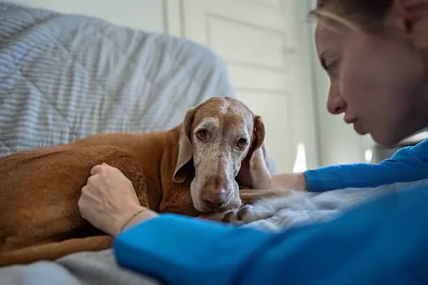 Dog resting at home while its owner monitors breathing rate and heart disease symptoms