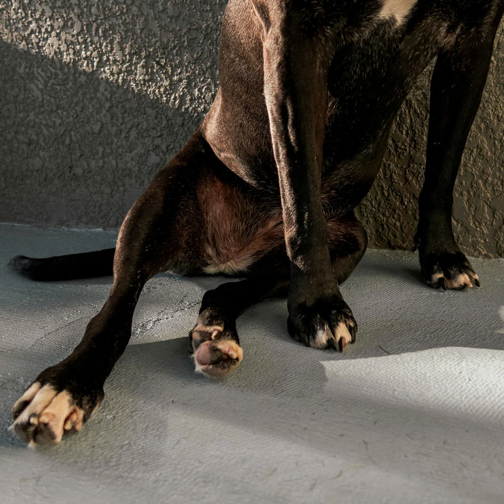 Dog showing signs of hip dysplasia requiring clinical assessment