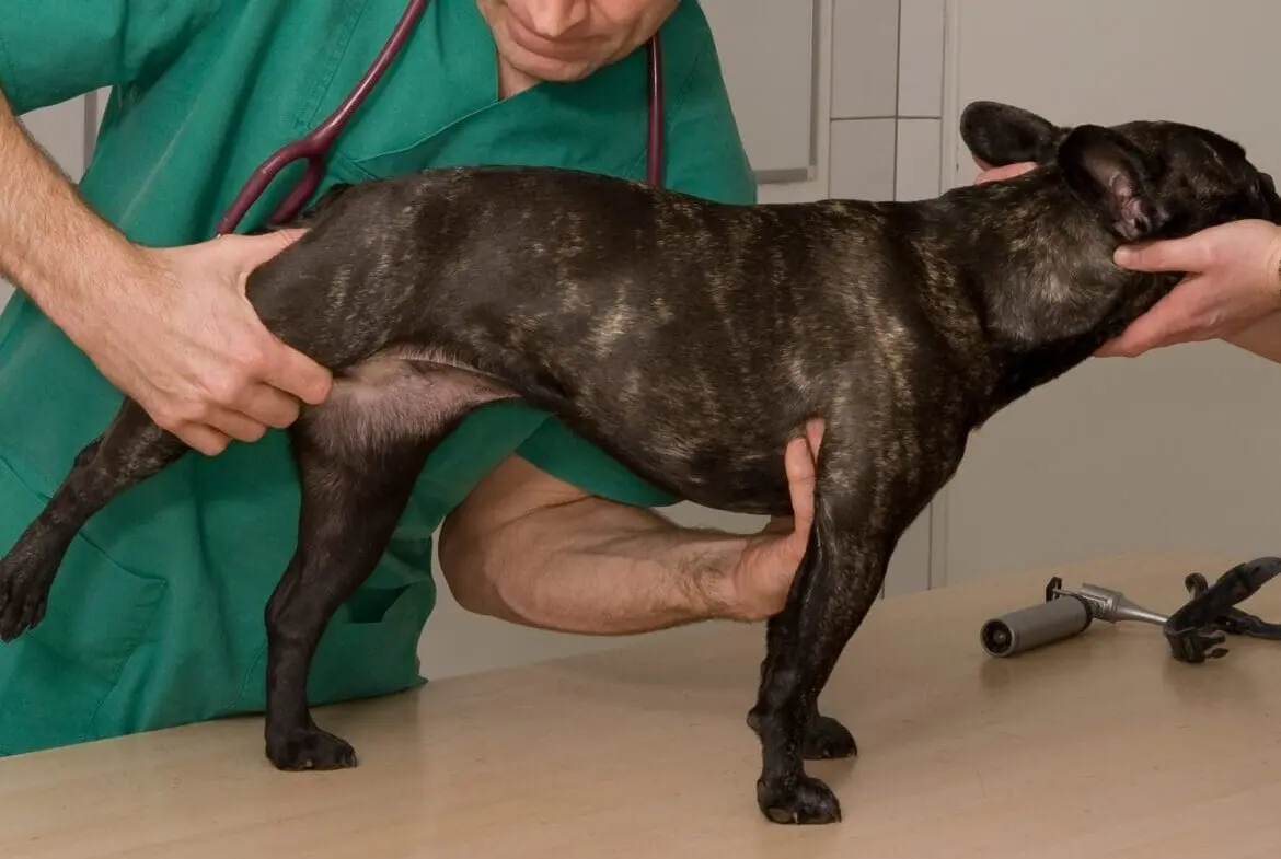 Dog with severe hip dysplasia symptoms requiring emergency veterinary orthopedic evaluation