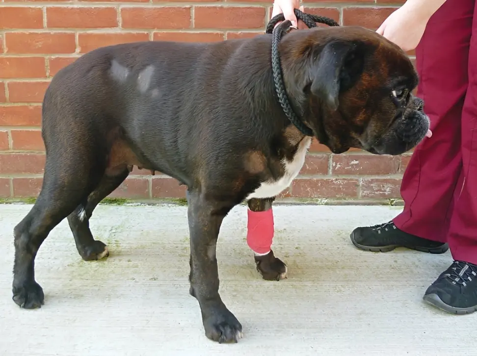 Dog showing signs of hypothyroidism requiring clinical assessment