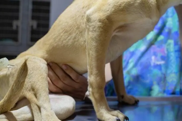 Dog Kidney Disease Symptoms 1