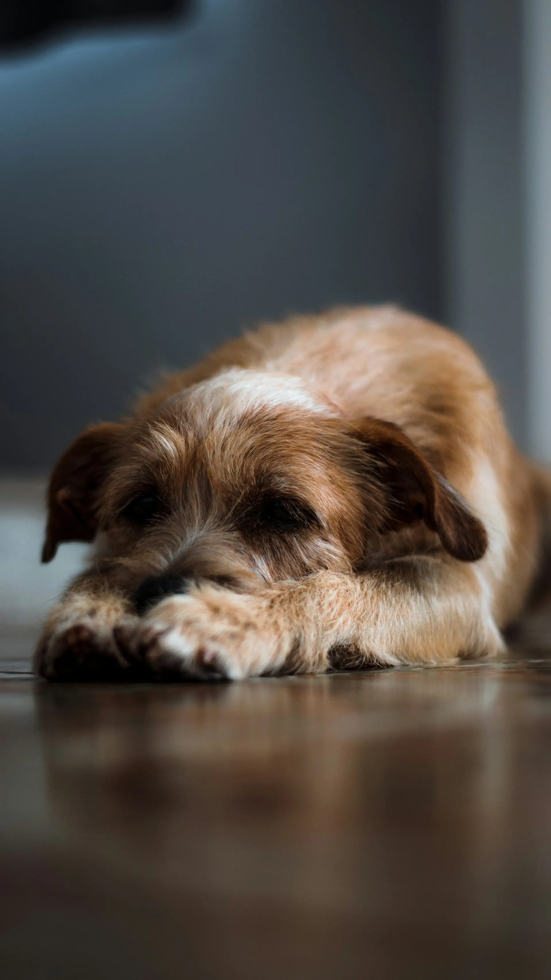 Dog showing signs of kidney disease requiring clinical assessment