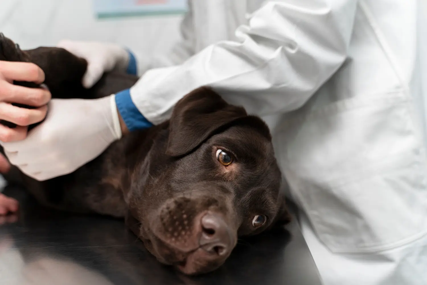 Dog with kidney disease showing signs of renal failure requiring emergency veterinary care