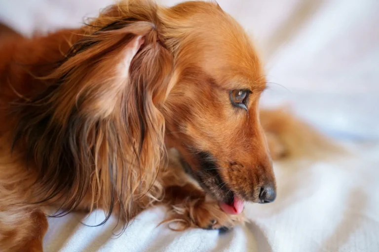 Dog Licking Paws 1