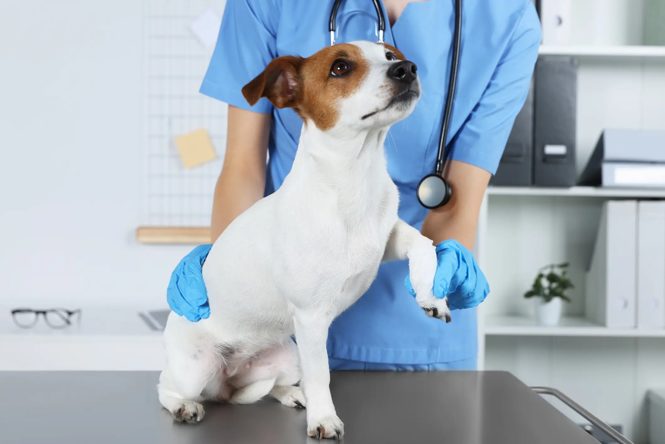 Dog showing signs of paw distress needing emergency veterinary care