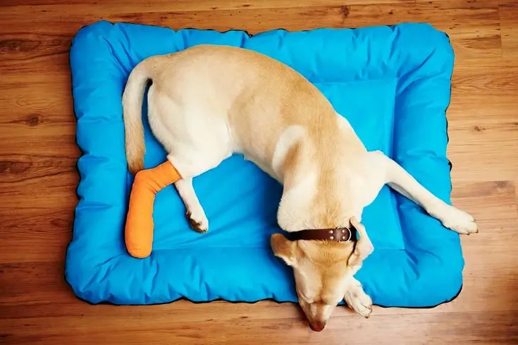 Dog Limping Back Leg 1