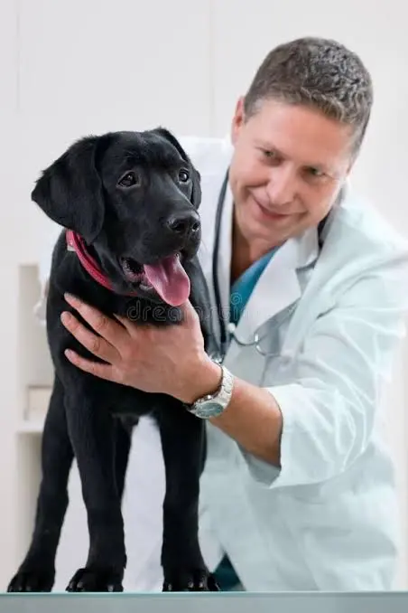 Dog showing signs of distress needing emergency veterinary care