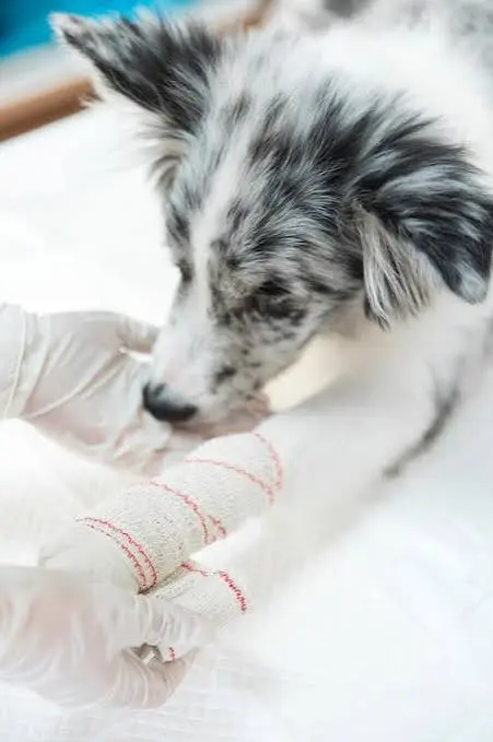 Dog showing signs of distress needing emergency veterinary care