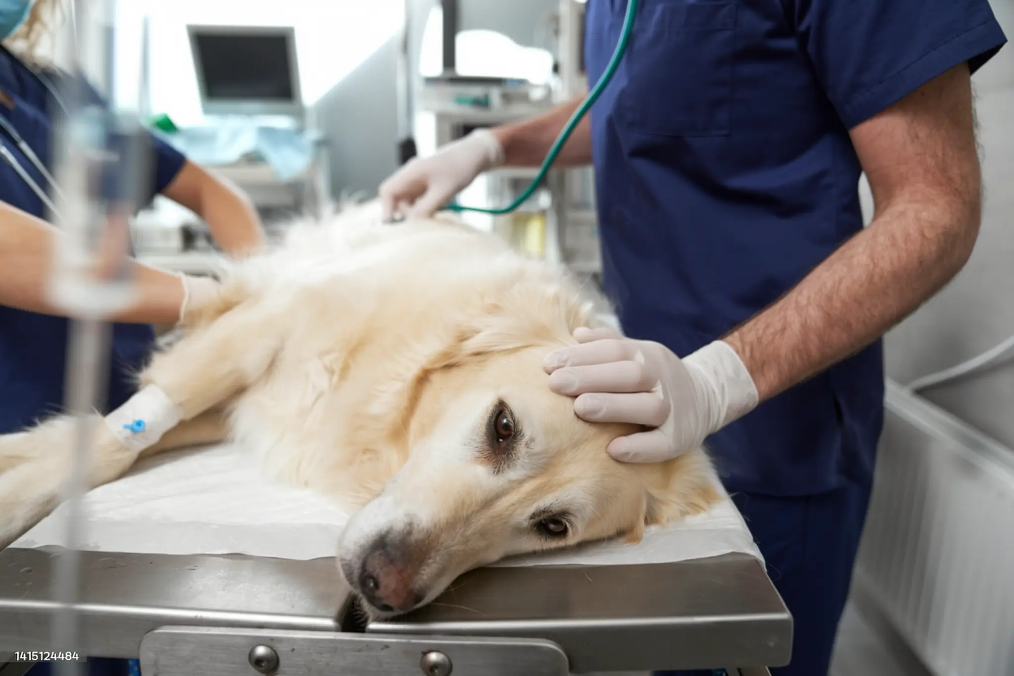 Dog showing signs of liver disease requiring clinical assessment