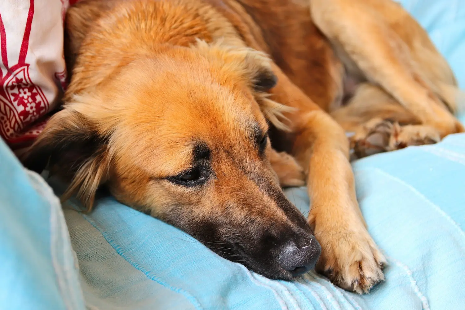 Dog with liver disease showing signs of hepatic failure requiring emergency veterinary care