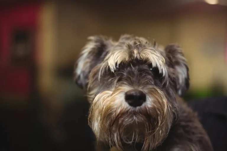 Dog Losing Hair 1