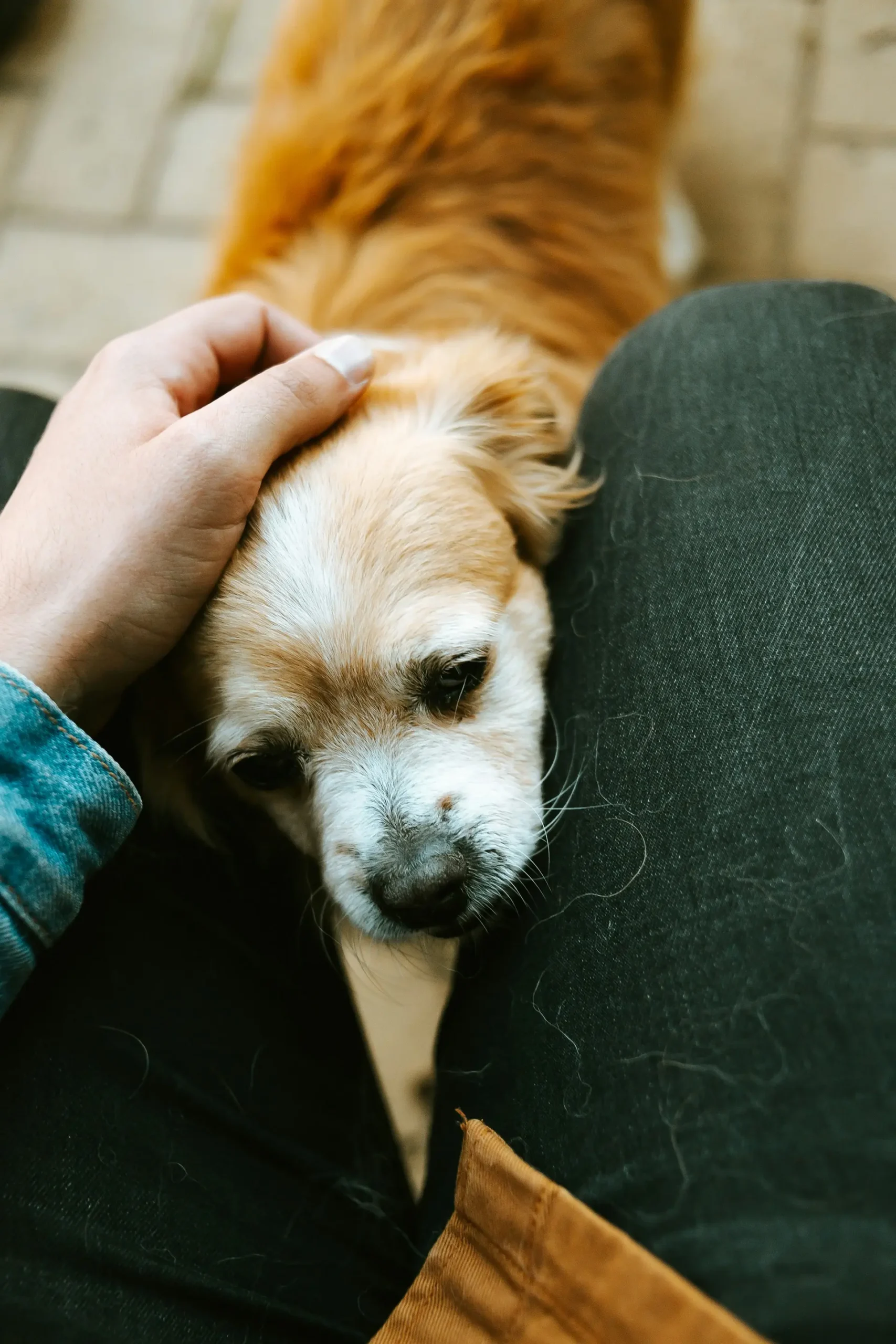 Person examining dog's skin and coat at home