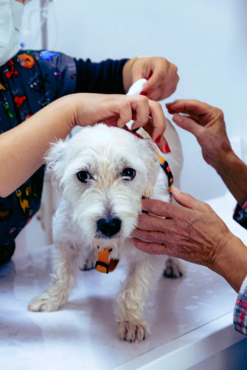 Dog showing signs requiring emergency veterinary care