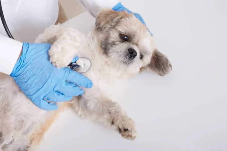 Dog Lump On Belly 1