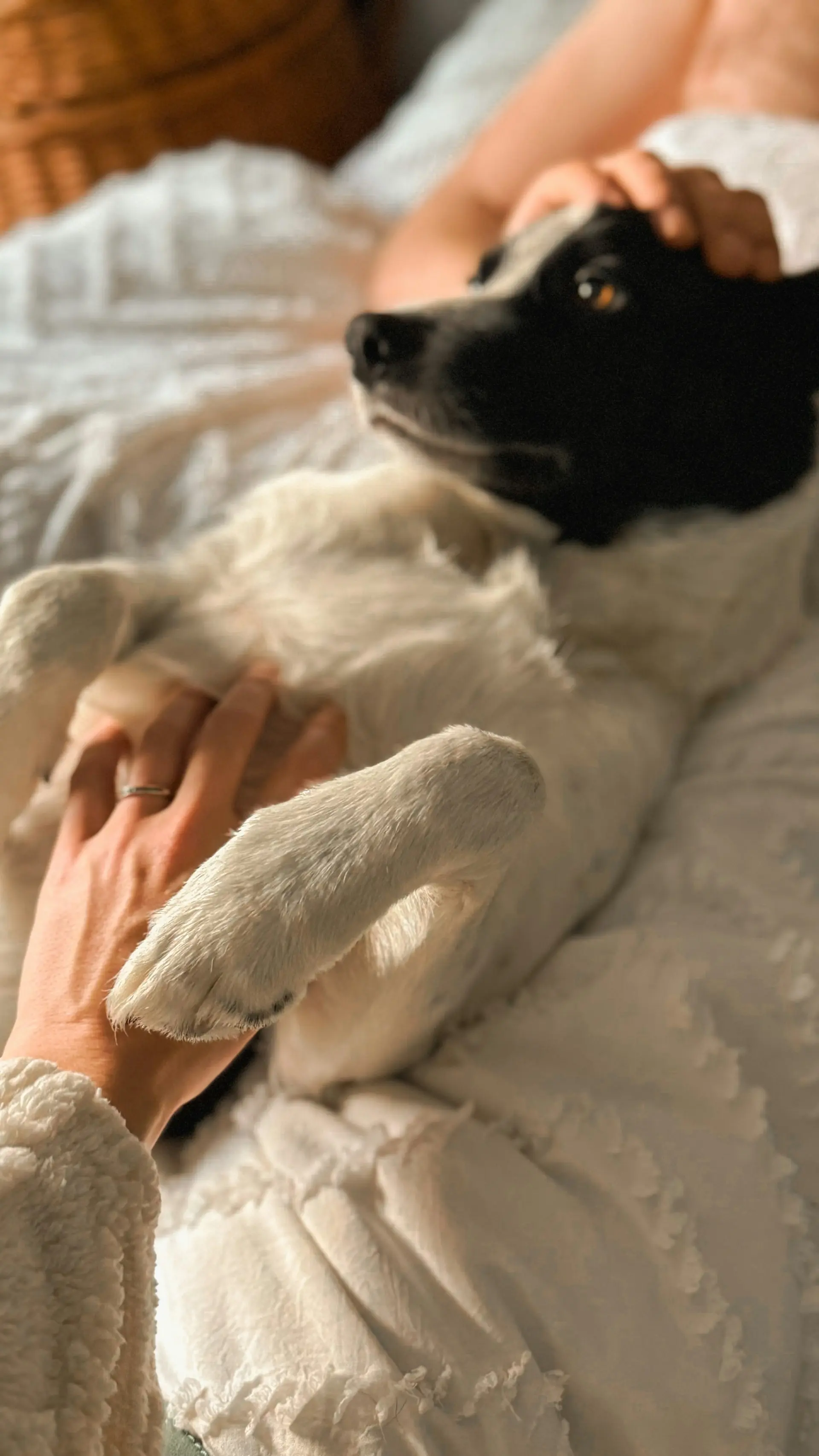Person gently examining dog's belly lump at home