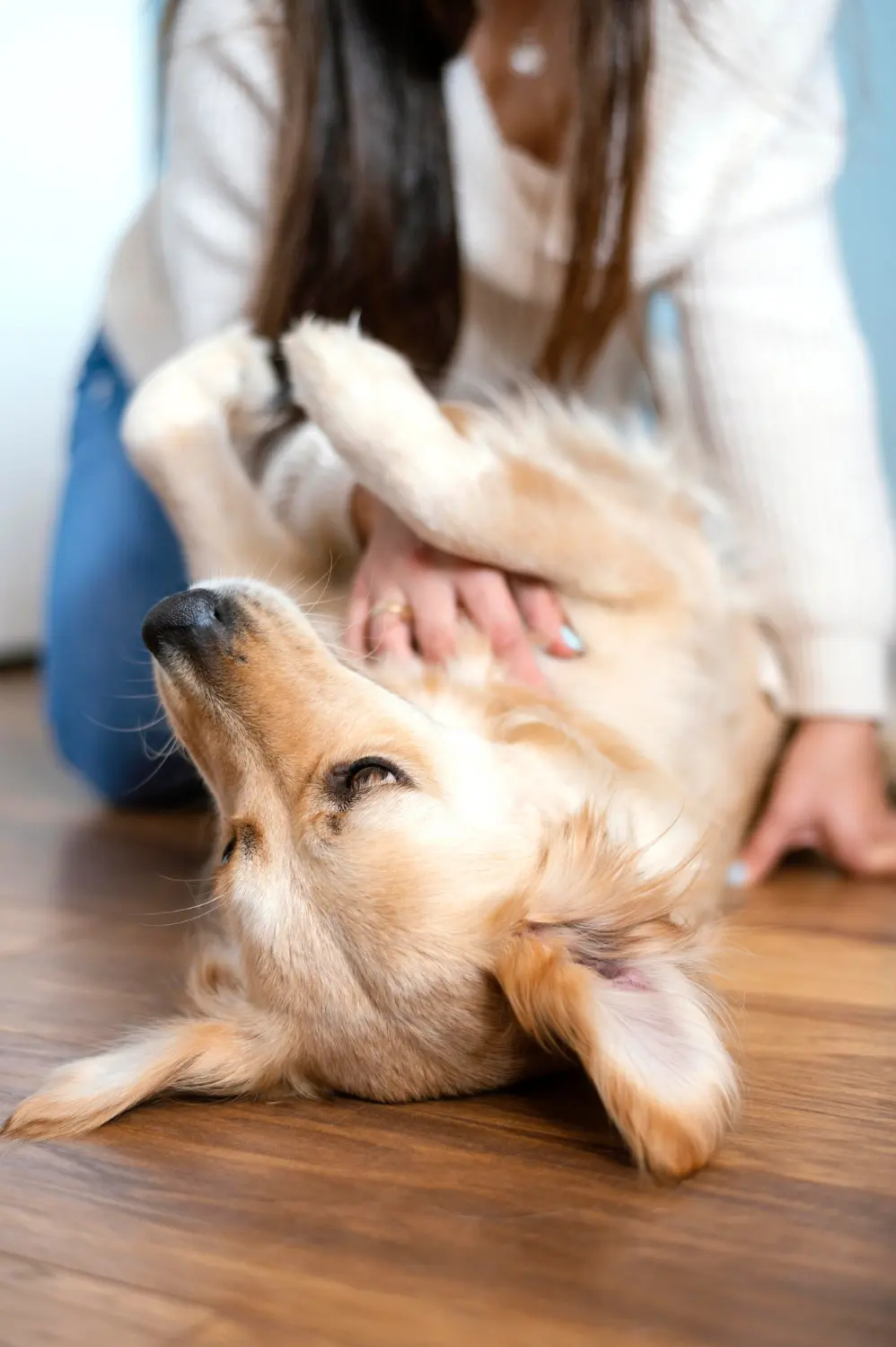Dog showing signs of belly mass distress needing emergency veterinary care