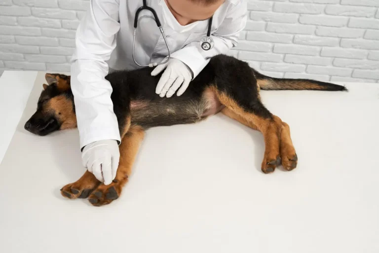 Dog Lump On Leg 1