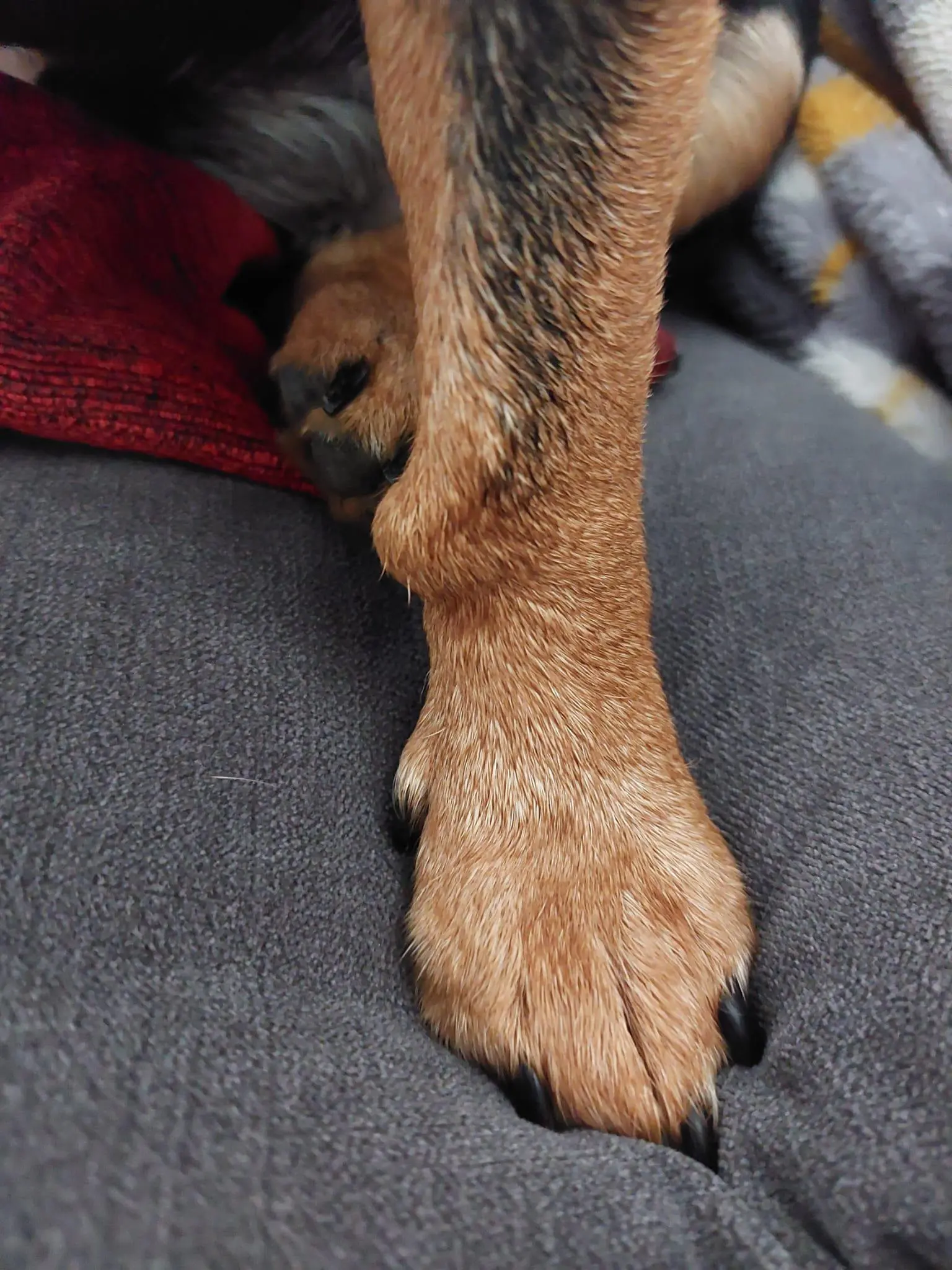 Person gently examining dog's leg lump at home