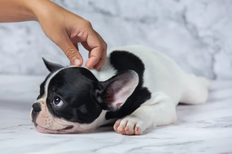 Dog Lump On Neck 1